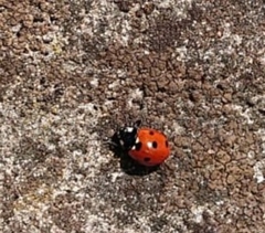 Coccinella septempunctata