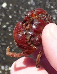 Glebocarcinus oregonensis