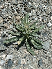 Mentzelia laevicaulis