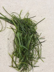 Zostera