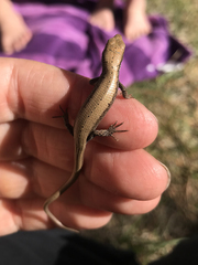 Elgaria coerulea palmeri