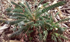 Biophytum dendroides