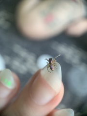 Tutelina