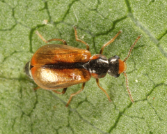 Attalus scincetus