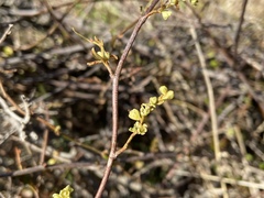 Muehlenbeckia australis × complexa