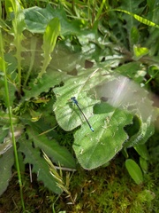 Ischnura cervula
