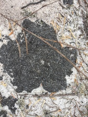 Hydropunctaria maura