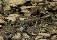Protographium epidaus tepicus