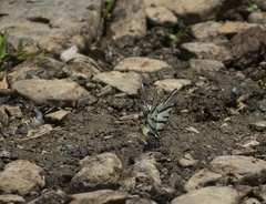 Protographium epidaus tepicus