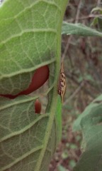Polyglypta costata