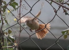 Troglodytes aedon chilensis