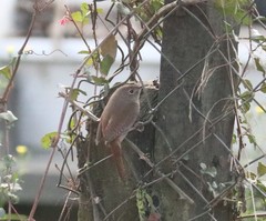 Troglodytes aedon chilensis