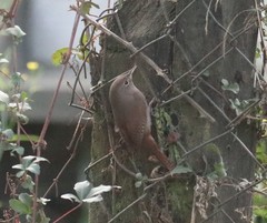 Troglodytes aedon chilensis