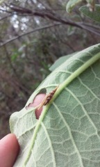 Polyglypta costata