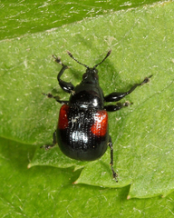 Synolabus bipustulatus