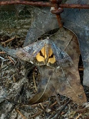 Catocala similis image
