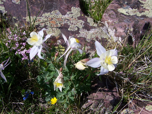 blue columbine
