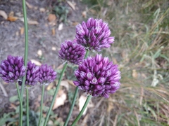 Allium erubescens