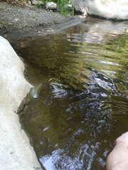 Erpetogomphus bothrops