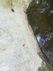 Erpetogomphus bothrops