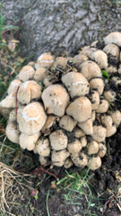 Coprinellus micaceus
