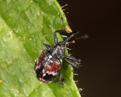Anthonomus signatus