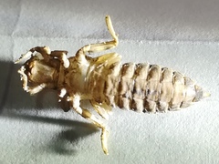 Erpetogomphus bothrops