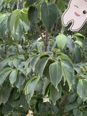 Cornus kousa