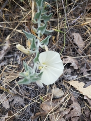 Calystegia subacaulis episcopalis