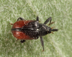Anthonomus signatus