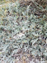 Calystegia subacaulis episcopalis