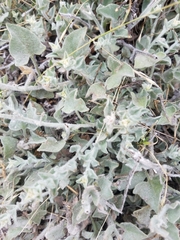 Calystegia subacaulis episcopalis