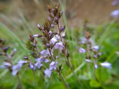 Veronica morrisonicola