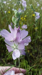Sidalcea hirsuta