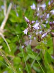 Veronica morrisonicola