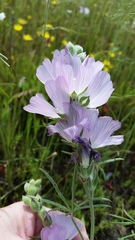 Sidalcea hirsuta