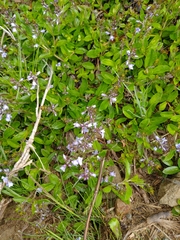 Veronica morrisonicola