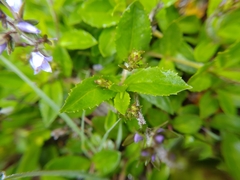 Veronica morrisonicola