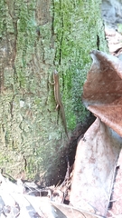 Sphenomorphus indicus