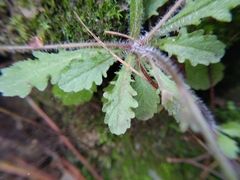 Mazus alpinus