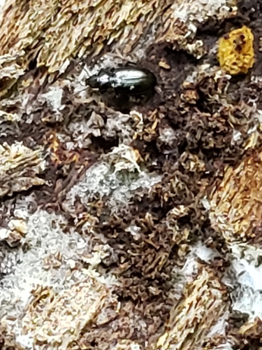 Tachyta inornata