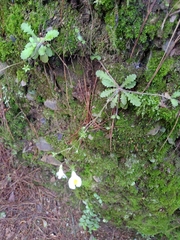 Mazus alpinus