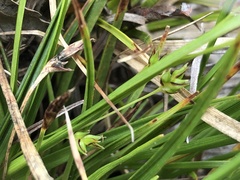 Carex umbellata