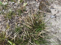 Carex umbellata