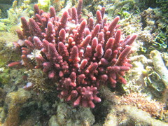 Acropora humilis