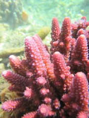 Acropora humilis