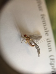Ephemerella invaria