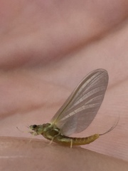 Ephemerella invaria