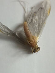 Ephemerella invaria