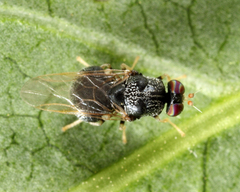 Gowdeyana punctifera